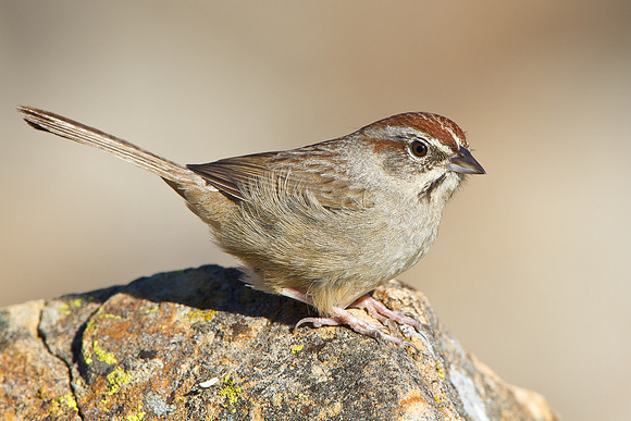 Rufous-crowned Sparrow