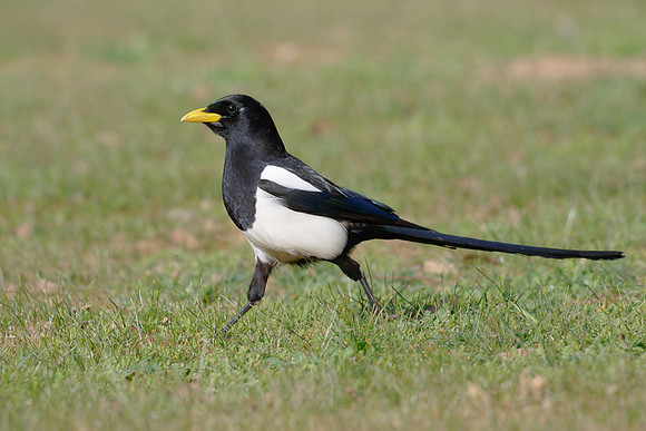 Yellow-billed Magpie