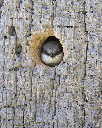 Pygmy Nuthatch, at nest