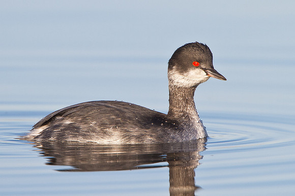 Eared Grebe