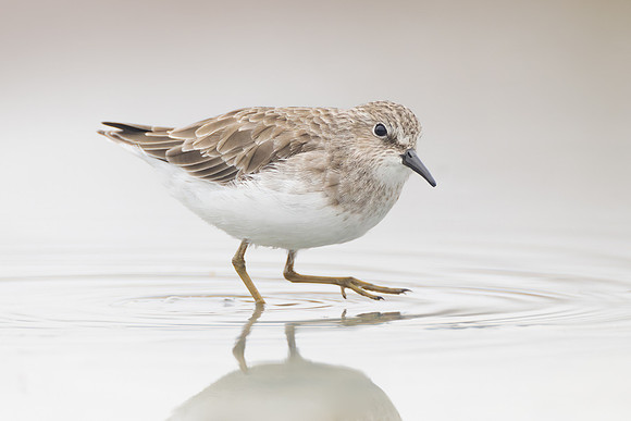 Least Sandpiper
