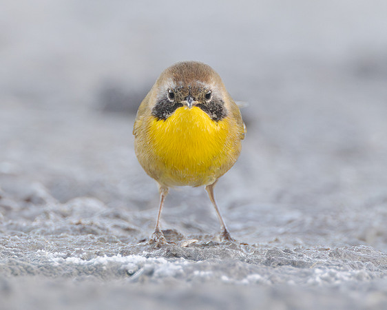Common Yellowthroat