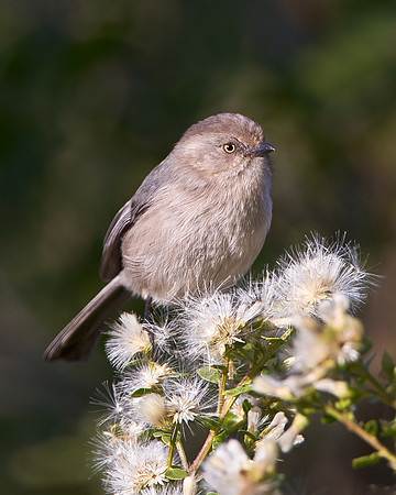 Bushtit