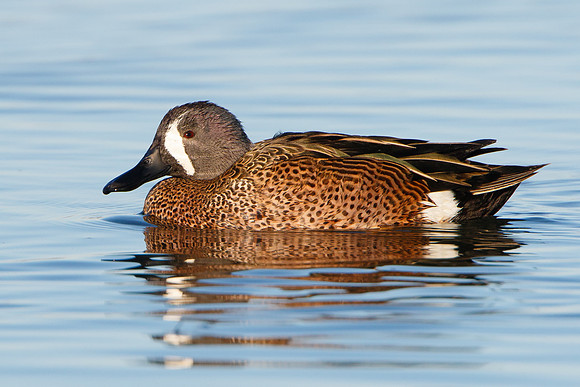 Blue-winged Teal, male