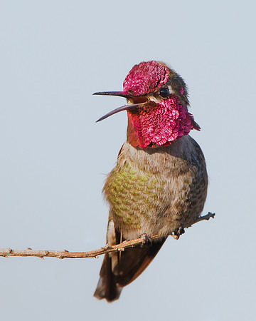 Anna's Hummingbird