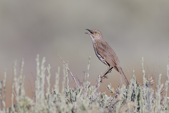 Sage Thrasher