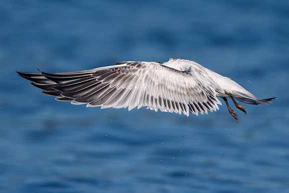 Elegant Tern