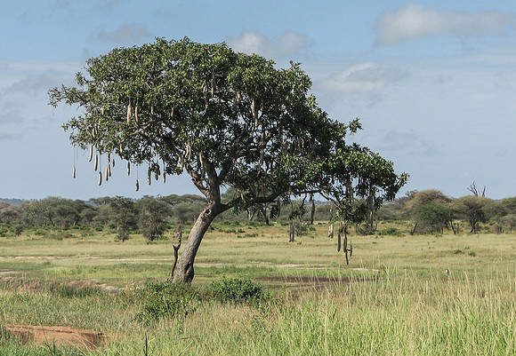 Sausage tree