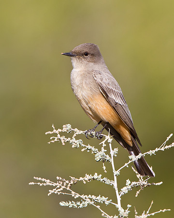 Say's Phoebe