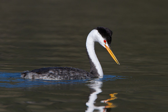 Clark's Grebe