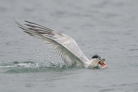 Elegant Tern, emerging from water with fish