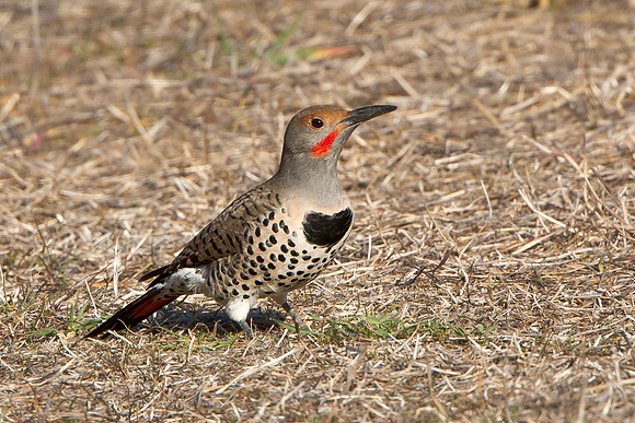 Northern Flicker (male Red-Shafted)