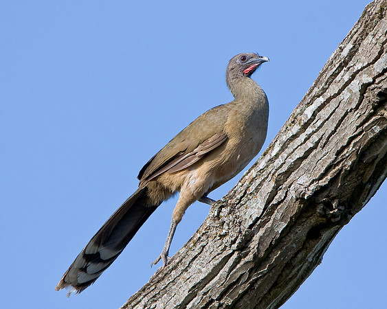 Plain Chachalaca