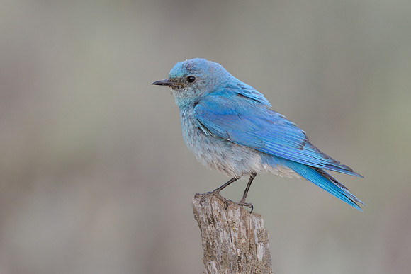 Mountain Bluebird