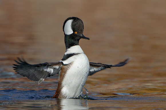 Hooded Merganser