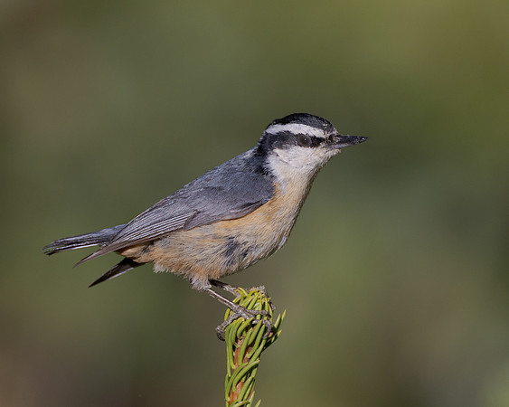 Red-breasted Nuthatch