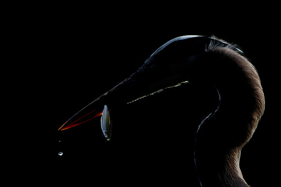 Great Blue Heron, with fish