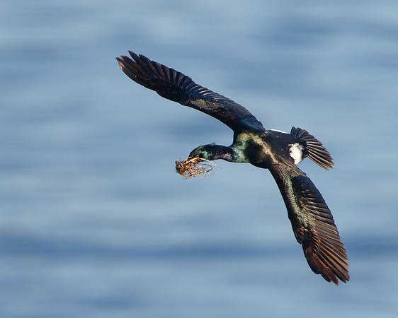 Pelagic Cormorant, with nest material