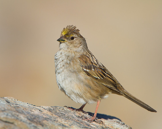 Golden-crowned Sparrow