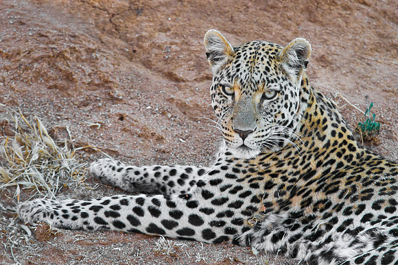 Leopard