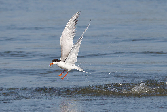 Forster's Tern, with fish