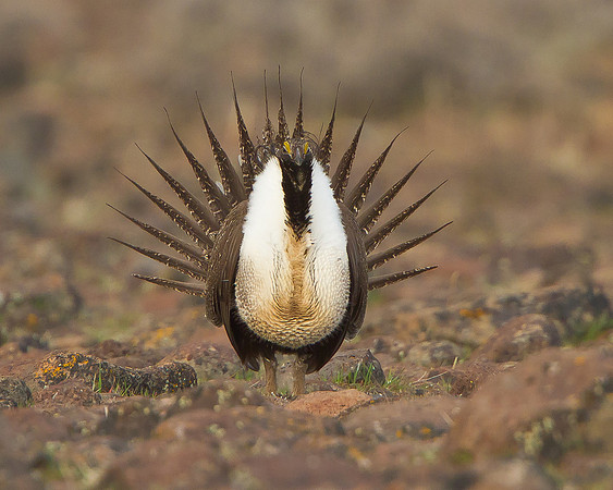 Greater Sage-Grouse, courtship display