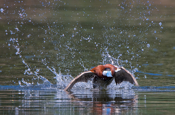 Ruddy Duck. Courtship display -- lunging.