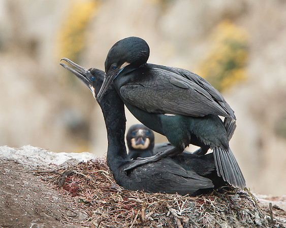 Brandt's Cormorants, mating (in front of onlooker)
