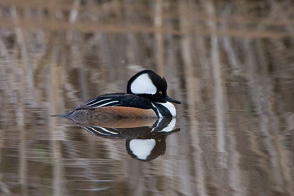 Hooded Merganser, male