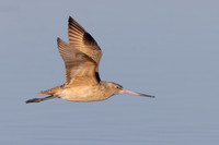 Marbled Godwit