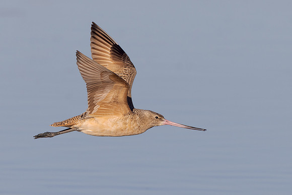 Marbled Godwit