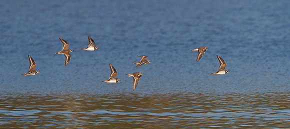 Killdeer