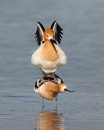 American Avocets, mating