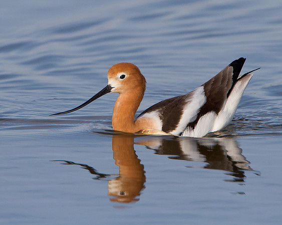 American Avocet