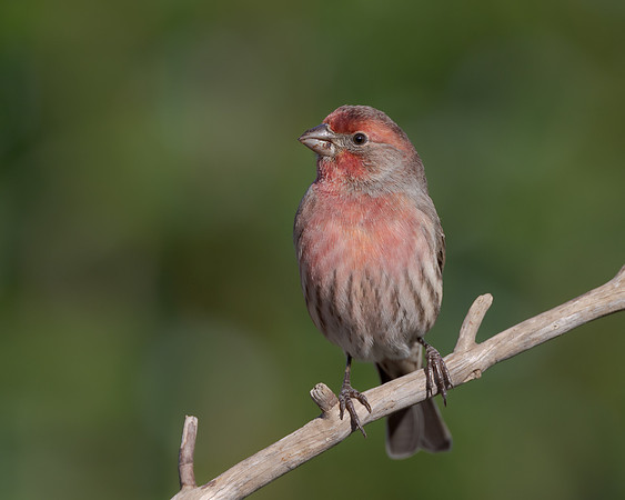 House Finch