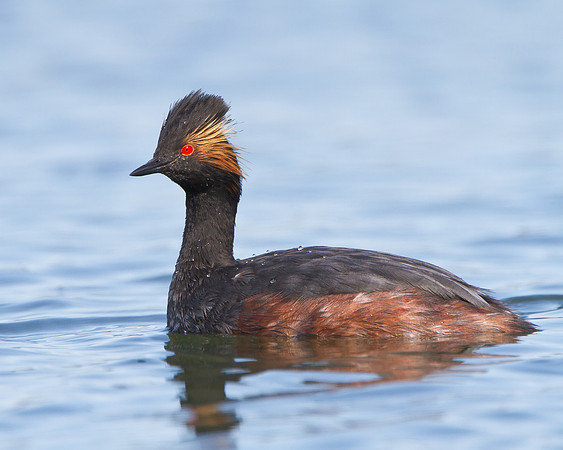 Eared Grebe