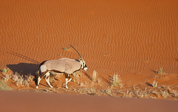 Oryx