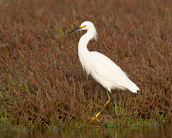 Snowy Egret