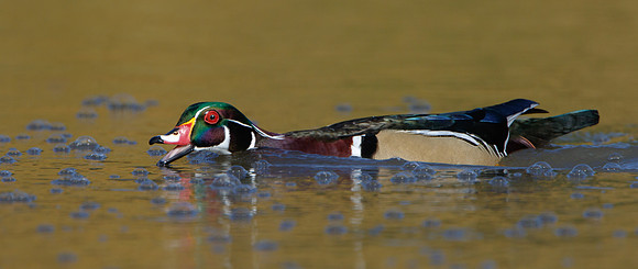 Wood Duck, fishing behavior