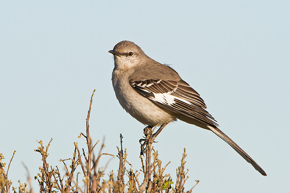 Northern Mockingbird