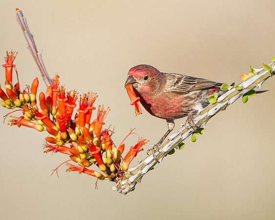 House Finch, feeding on Ocotillo flower