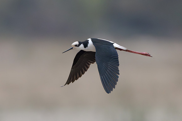 White-backed Stilt