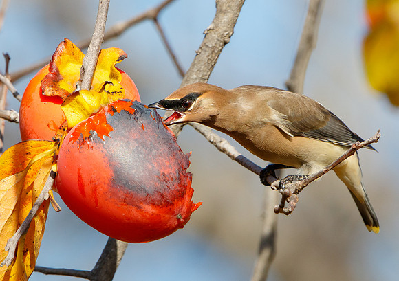 Cedar Waxwing, feeding on persimmons