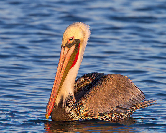 Brown Pelican