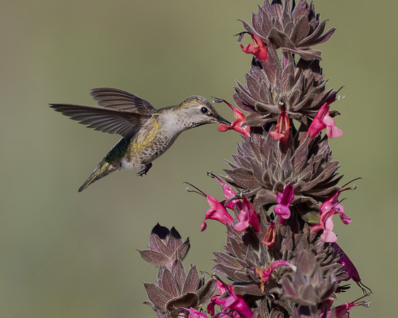 Anna's Hummingbird