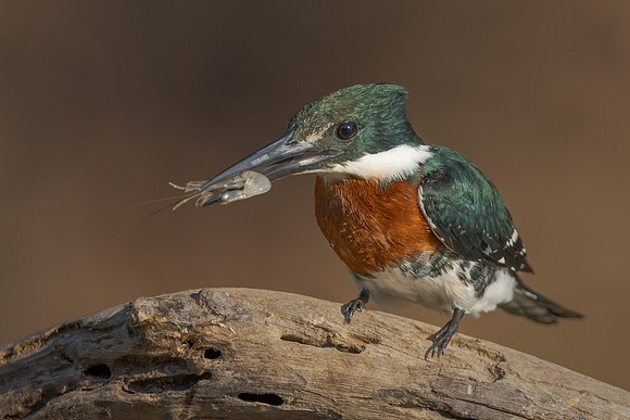 Green Kingfisher