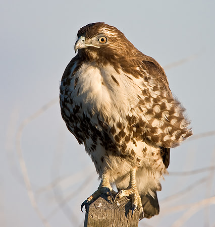 Red-tailed Hawk
