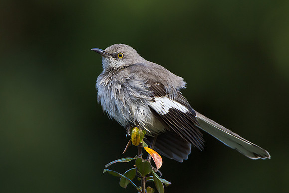 Northern Mockingbird