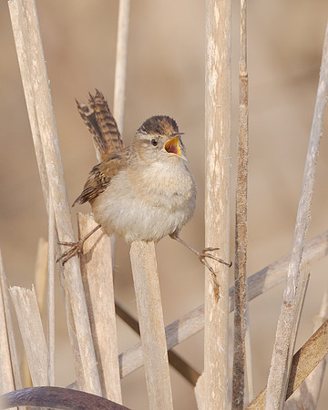 Marsh Wren