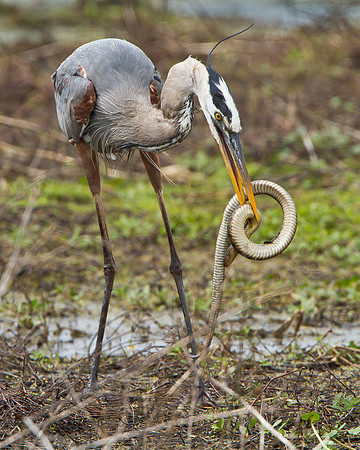 Great Blue Heron in battle with snake